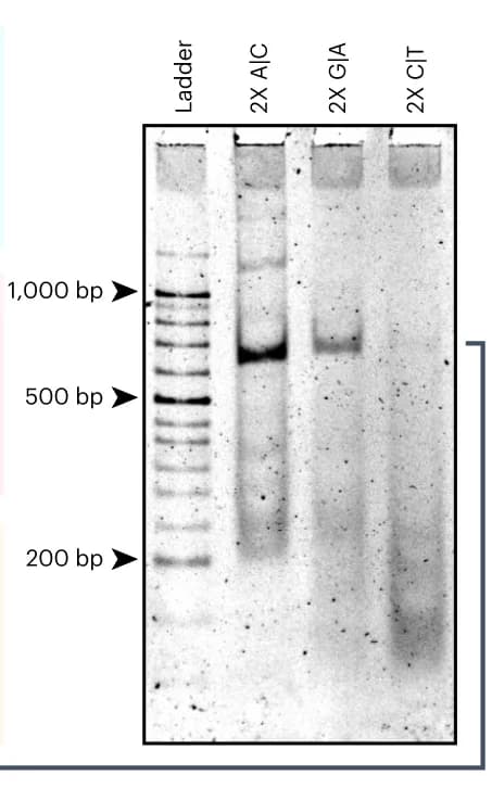 Open access visualization of Gel, Polyacrylamide Gel, Tetrahedron Structures, Sequences