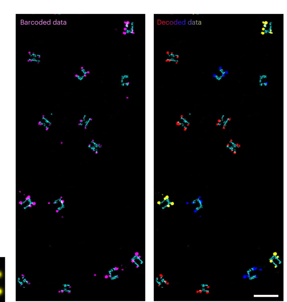 Open access visualization of Microscopy, Barcoded DNA-PAINT Data, Decoded Data, Dwell Times, Ground Truth