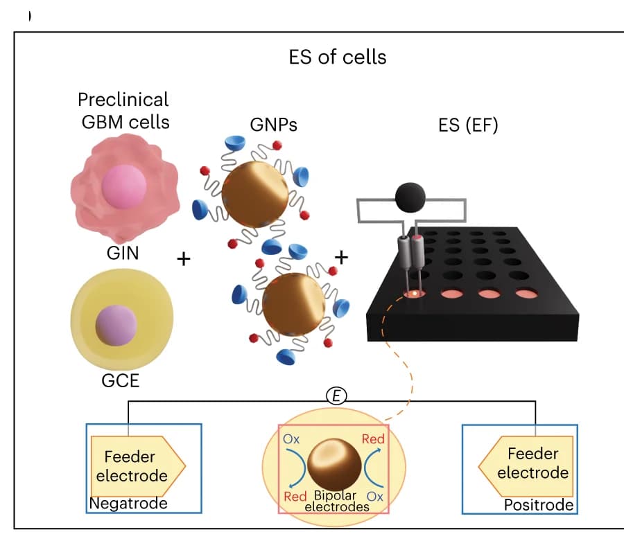 Open access visualization of Workflow, Illustration, GBM Cells, GIN Cells, GCE Cells