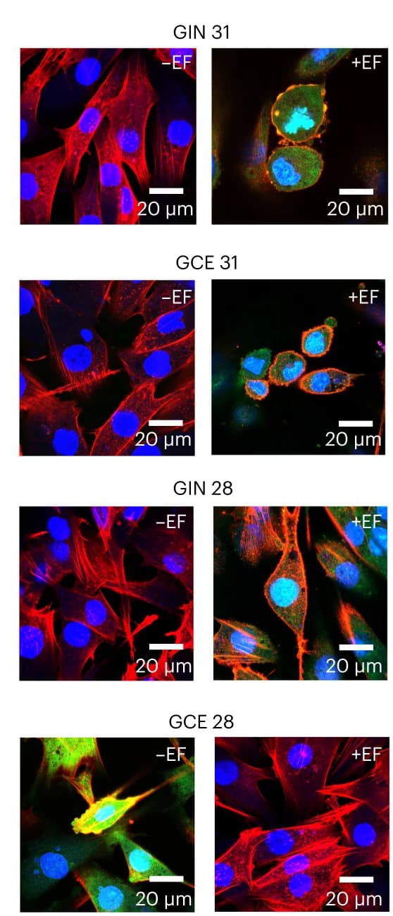 Open access visualization of Microscopy, Confocal Microscopy, Caspase 3/7 Activation, A.C. EFs, Bio-nanoantennae