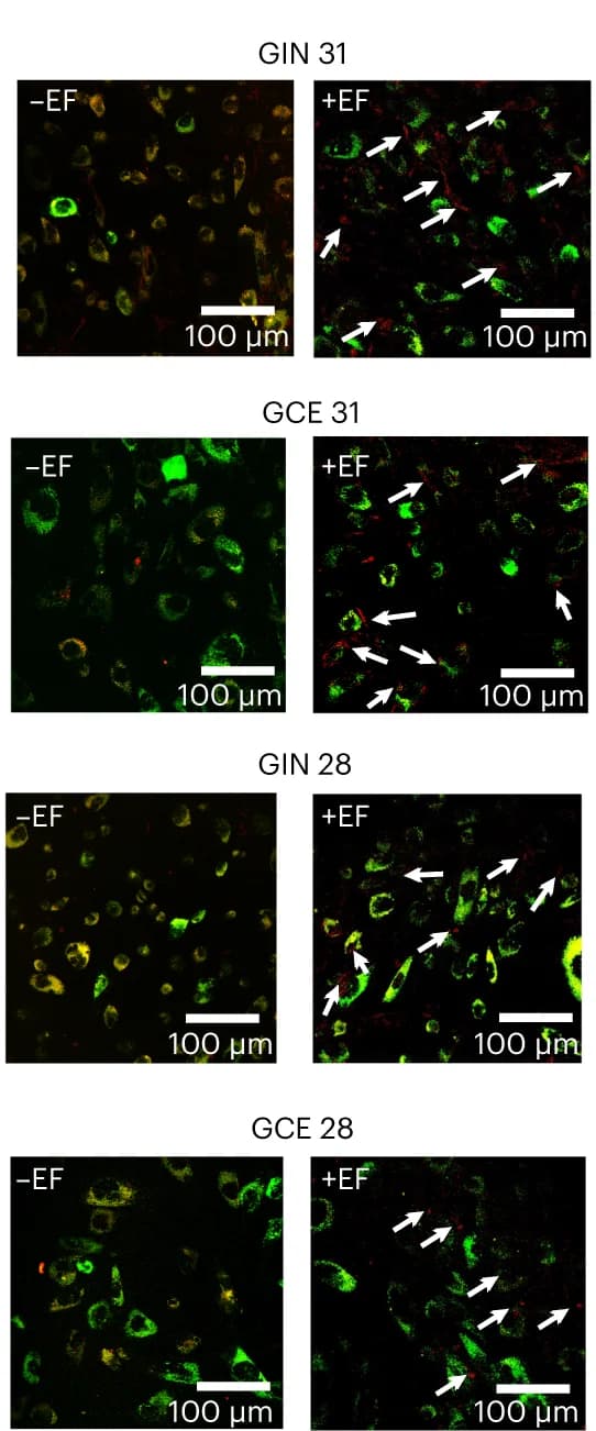 Open access visualization of Microscopy, Confocal Microscopy, Cytoplasmic Localization, A.C. EFs, Bio-nanoantennae