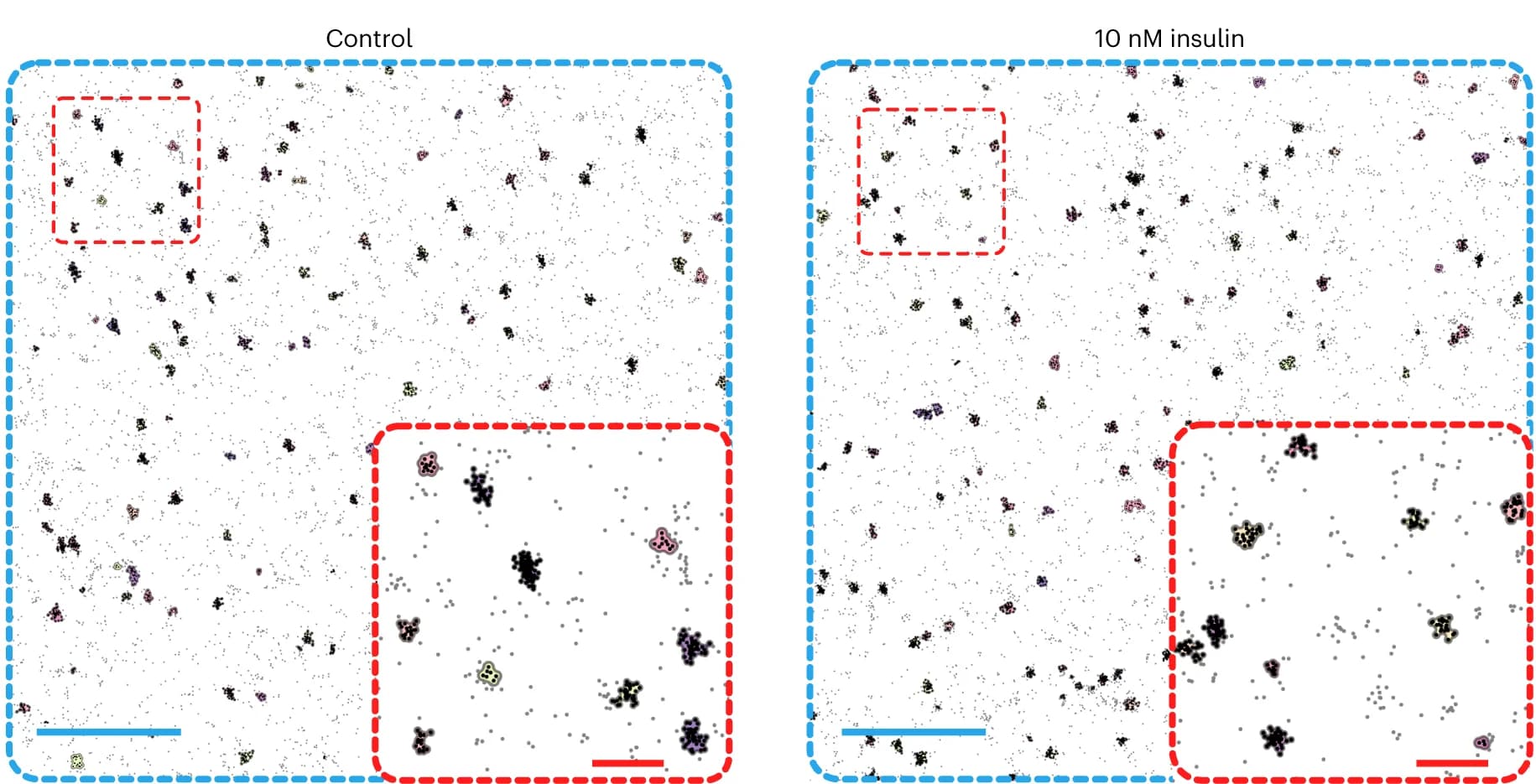 Open access visualization of Microscopy, DNA-PAINT, Insulin Receptors, Cell Membrane, Adipocytes