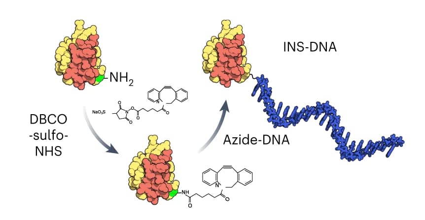Open access visualization of Illustration, Chemical Structure, Workflow, ssDNA, Oligonucleotide