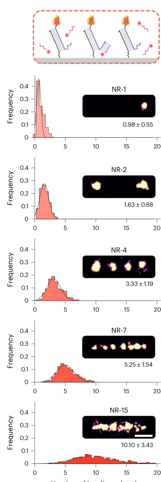 Open access visualization of Histogram, Microscopy, DNA-PAINT, INS-DNA, NanoRods
