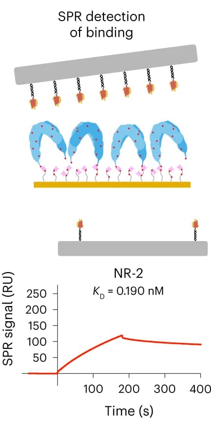 Open access visualization of Line Plot, Illustration, SPR Assay, ECD-IR, INS-DNA