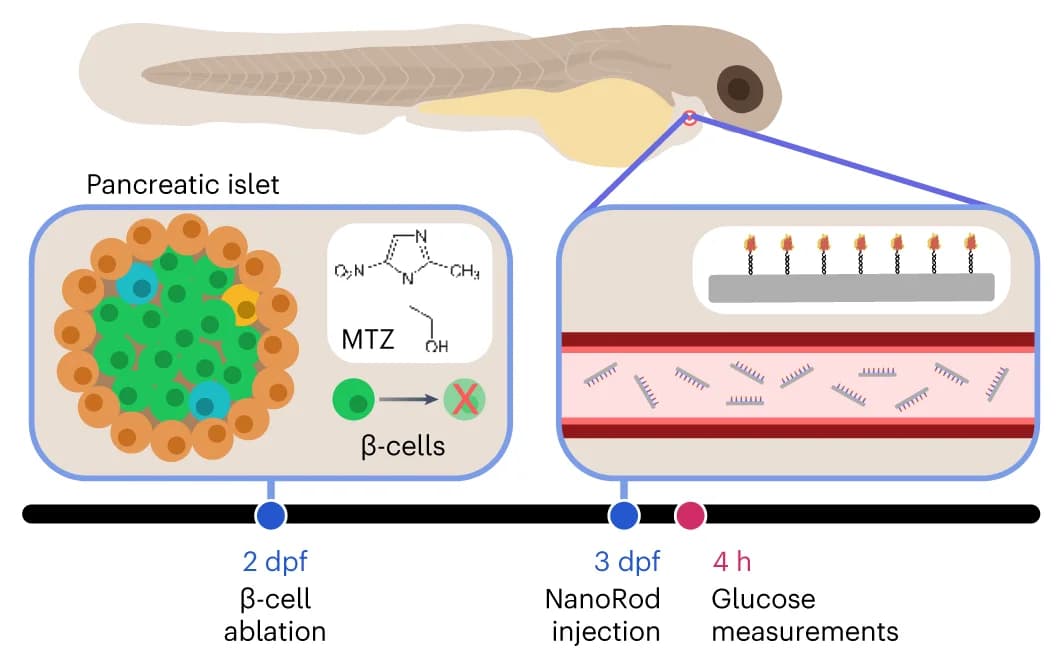 Open access visualization of Workflow, Illustration, Zebrafish Model, Nitroreductase, Insulin Promoter