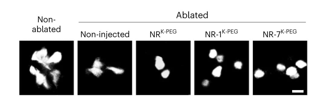 Open access visualization of Microscopy, Confocal Microscopy, Kaede Fluorescent Protein, Pancreatic Beta-cells
