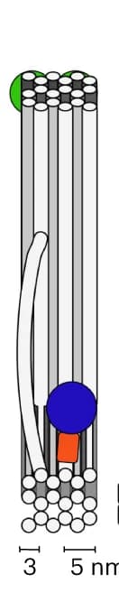 Open access visualization of Illustration, Schematic, HT, T7RNAP