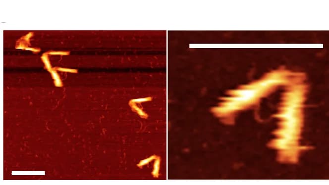 Open access visualization of Microscopy, AFM, Leaf-spring nanoengine