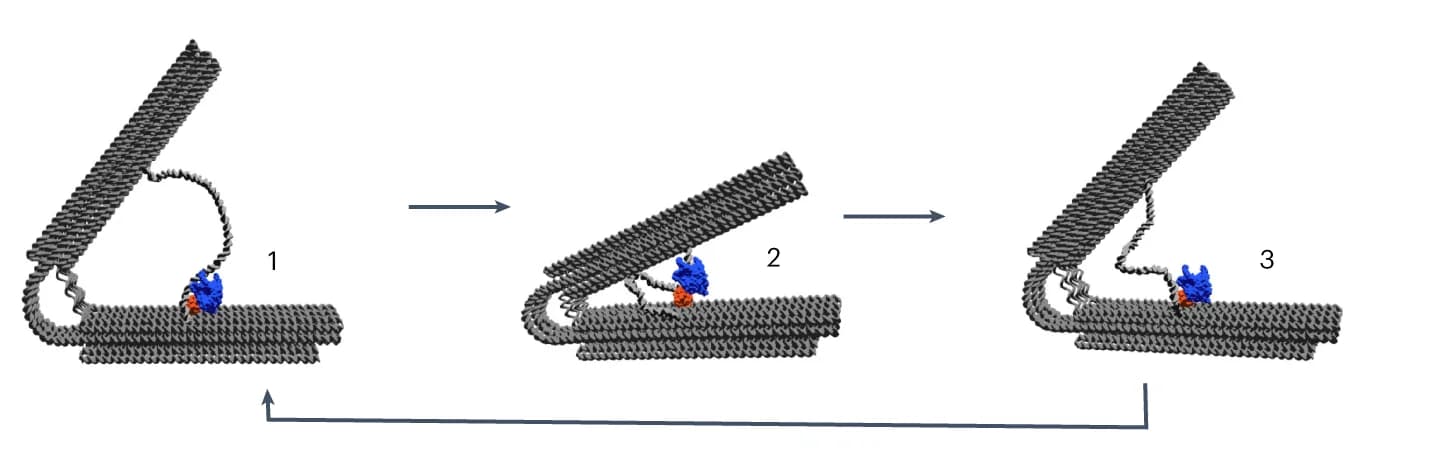 Open access visualization of Workflow, Opening and closing cycle, Mechanical structure, dsDNA template, HTT7RNAP fusion protein