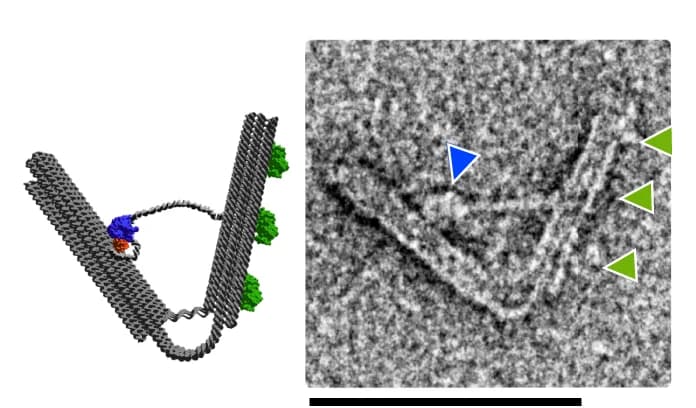 Open access visualization of Microscopy, Protein Structure, Nanoengine, Transcription, HTT7RNAP