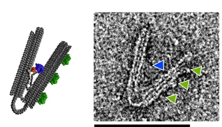 Open access visualization of Protein Structure, Microscopy, Nanoengine, Transcription, HTT7RNAP