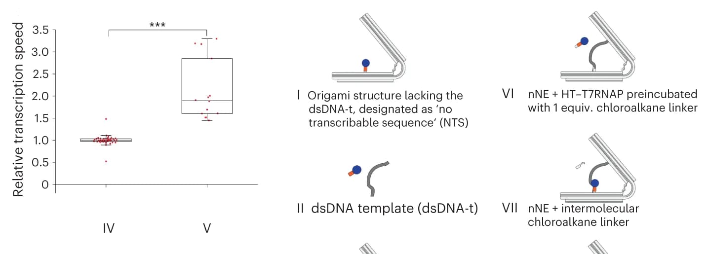 Open access visualization of Box Plot, Scatter Plot, Transcription rate, Nanoengine, nNE