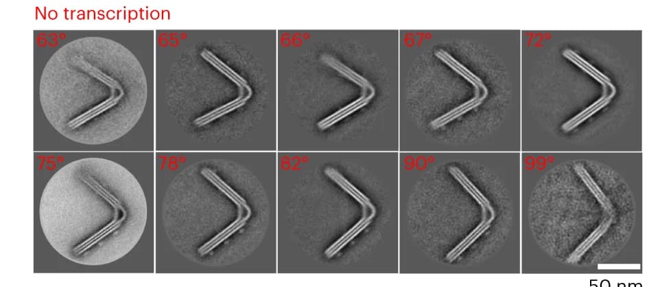 Open access visualization of Microscopy, 2D Classes, Micrographs, Particles, Opening Angles