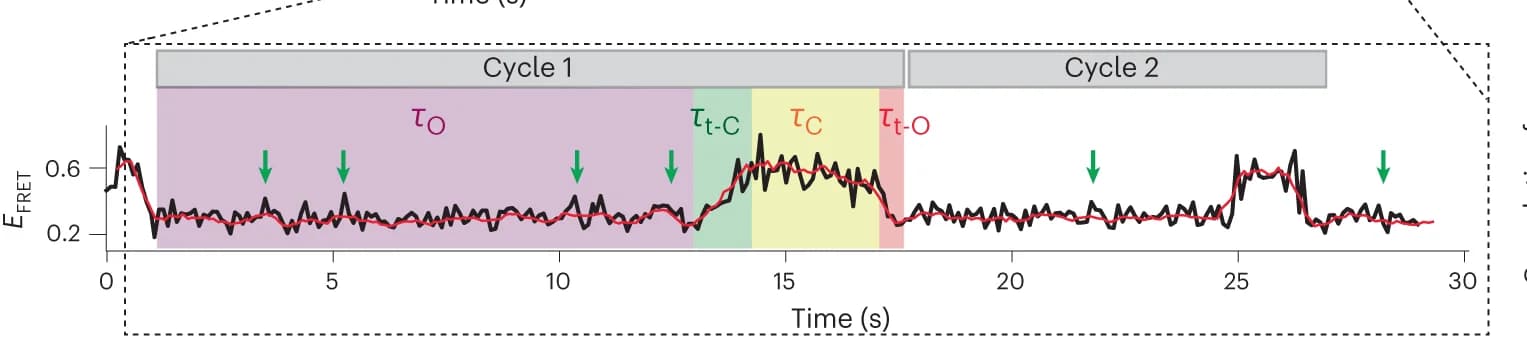 Open access visualization of Line Plot, Segmentation Analysis, smFRET, nNE, Cycle Time
