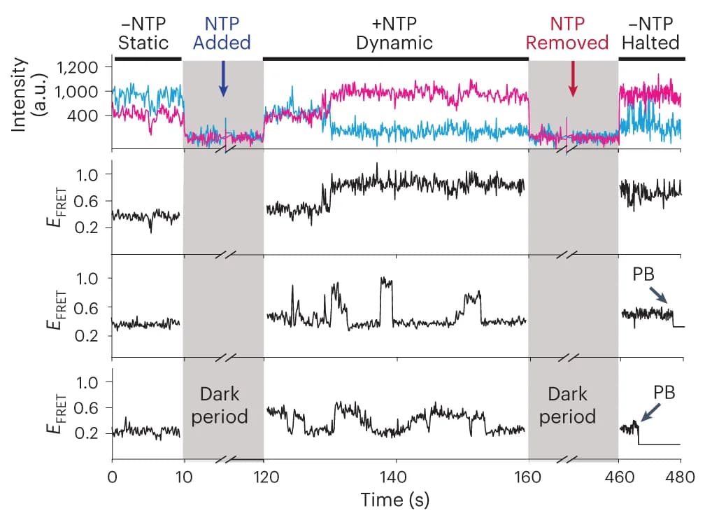 Open access visualization of Line Plot, Single-Molecule Traces, NTP-Switch Experiments, NTPs