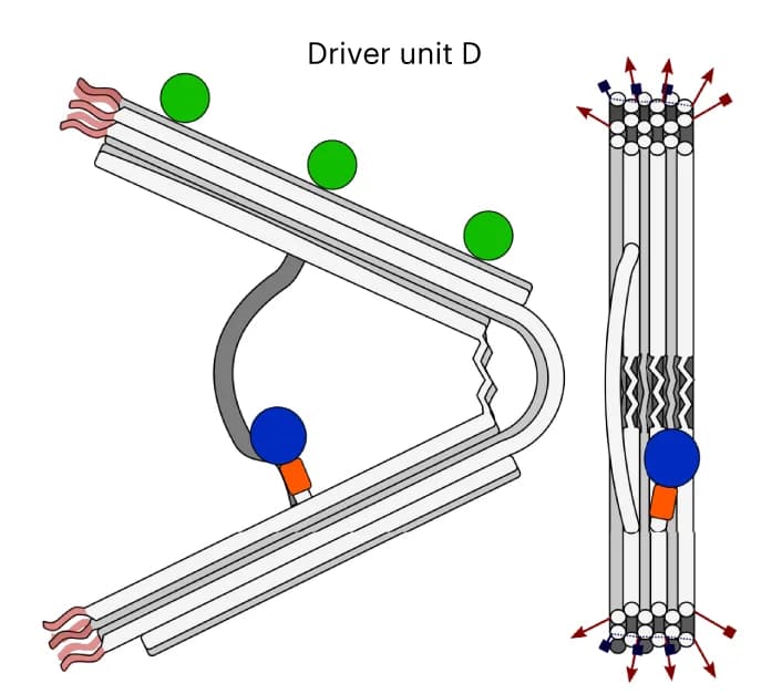 Open access visualization of Illustration, nNE driver D