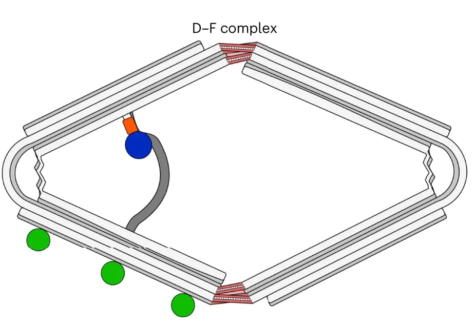 Open access visualization of Illustration, D-F heterodimer, Thermal annealing