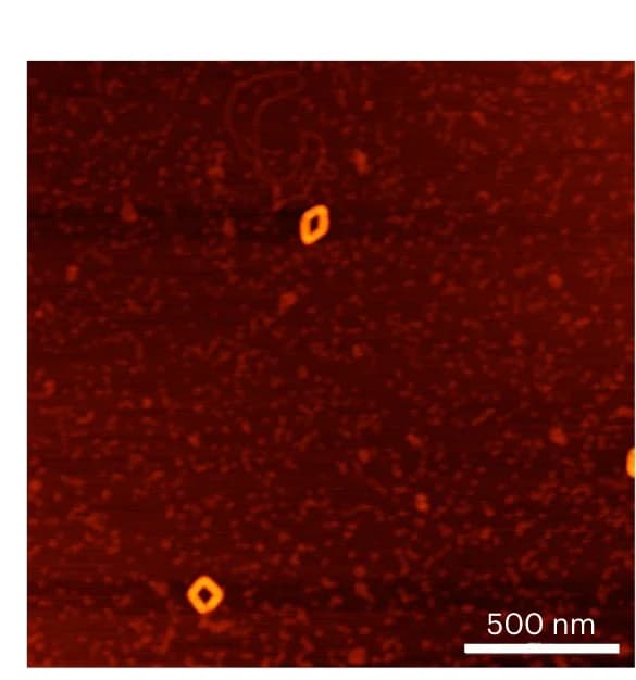 Open access visualization of Microscopy, Transcription Experiments, AFM