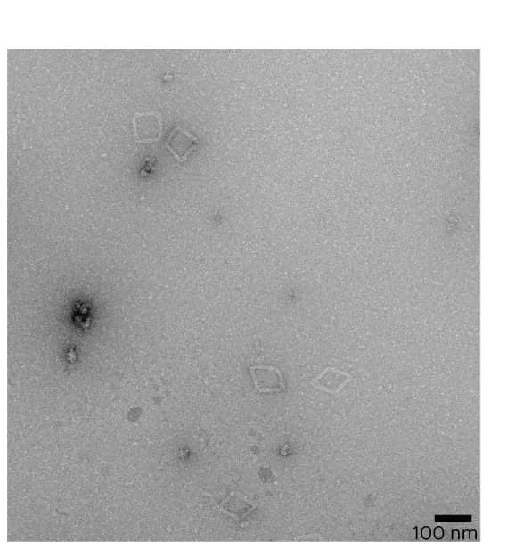 Open access visualization of Microscopy, Transcription Experiments, TEM