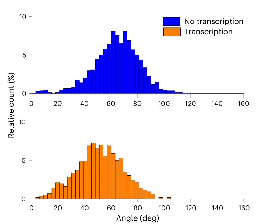 Open access visualization of Histogram, TEM images, D-F dimer complex, Transcription, Angle distribution