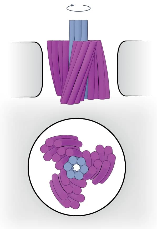 Open access visualization of Protein Structure, 3D Plot, DNA Turbine, Nanopore, Schematic