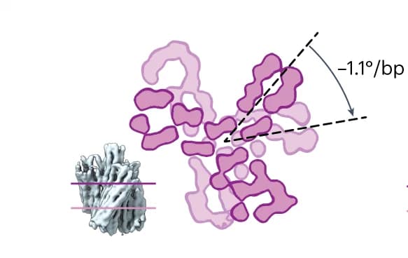 Open access visualization of Illustration, Protein Structure, Cross-sections, Cryo-EM Reconstruction, Right-handed Turbine