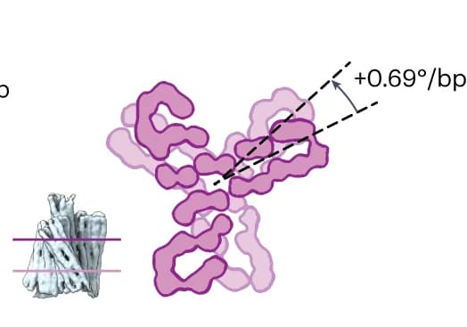 Open access visualization of Protein Structure, Cross-sections, Cryo-EM Reconstruction, Left-handed Turbine, Twist Density