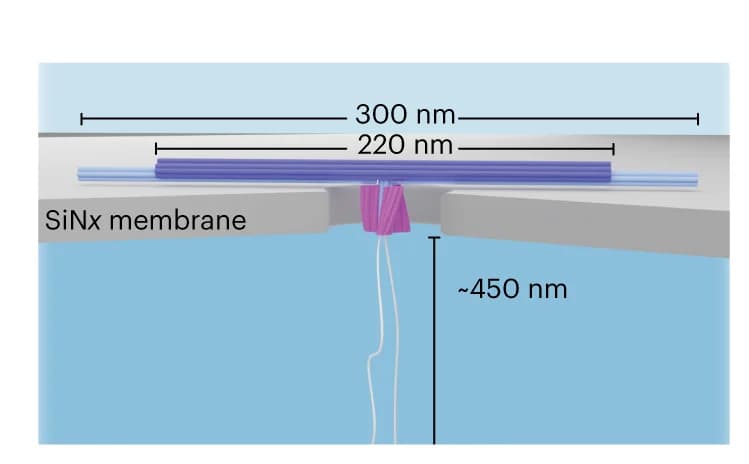 Open access visualization of Illustration, Right-handed DNA Turbine, DNA Bundle, Nanopore, Schematic