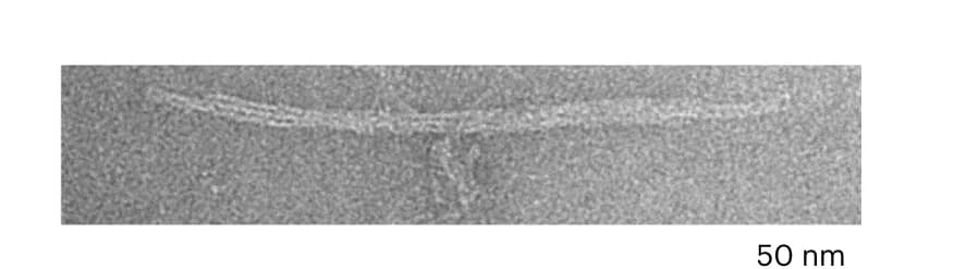 Open access visualization of Microscopy, Transmission Electron Micrograph, Right-handed DNA Turbine, Load, Negative Stain
