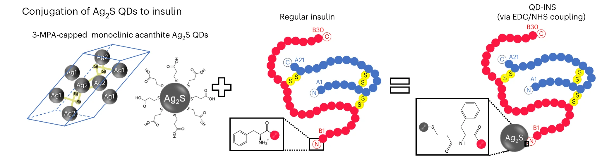 Open access visualization of Chemical Structure, Illustration, Formulation, Insulin, Ag 2 S QDs