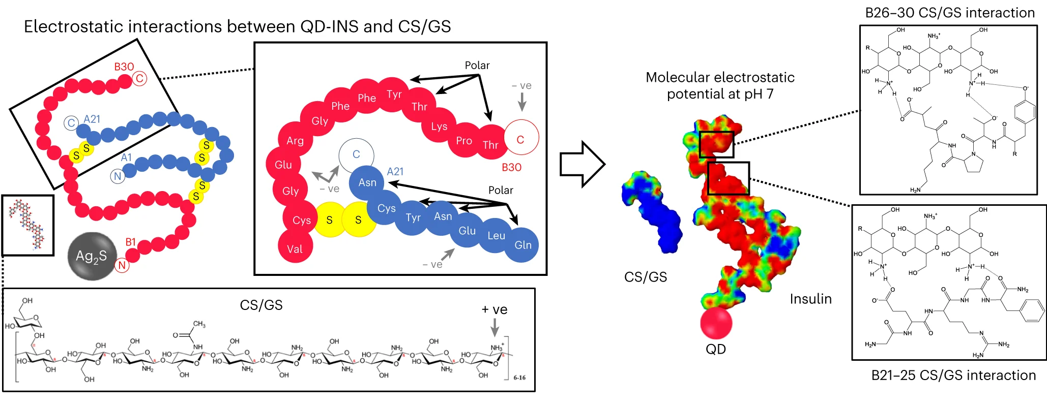 Open access visualization of Illustration, Chemical Structure, Electrostatic Interactions, QD-INS, CS/GS