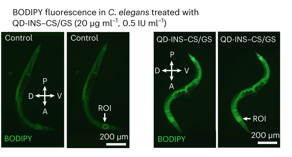 Open access visualization of Microscopy, BODIPY Staining, C. elegans, QD-INS–CS/GS, Anterior Intestine
