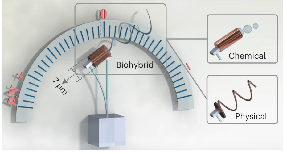 Open access visualization of Illustration, Microforcemeter, Microswimmer, Sperm-motor, Microjet