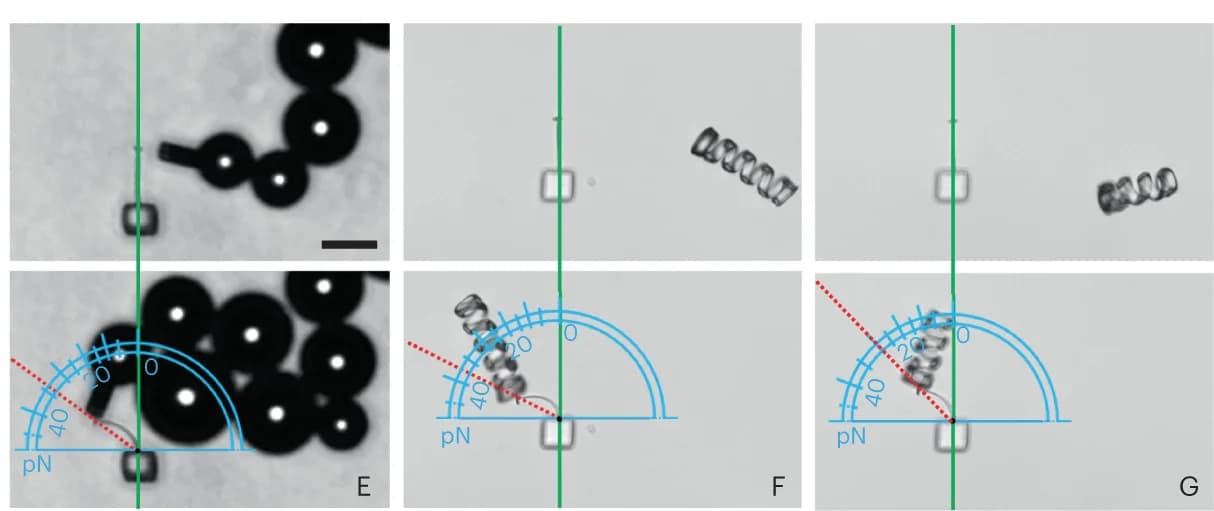 Open access visualization of Microscopy, Microforcemeter, Deformation, Chemical Microjet, Microhelix