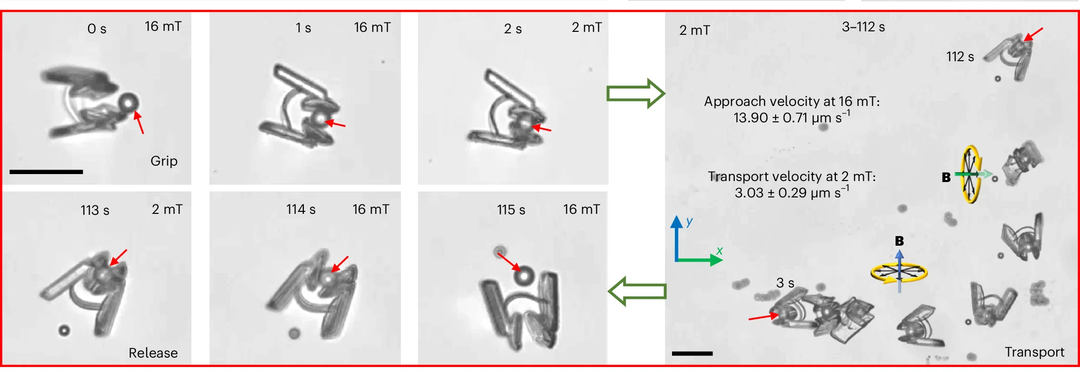 Open access visualization of Microscopy, Microbead, Grip, Transport, Release