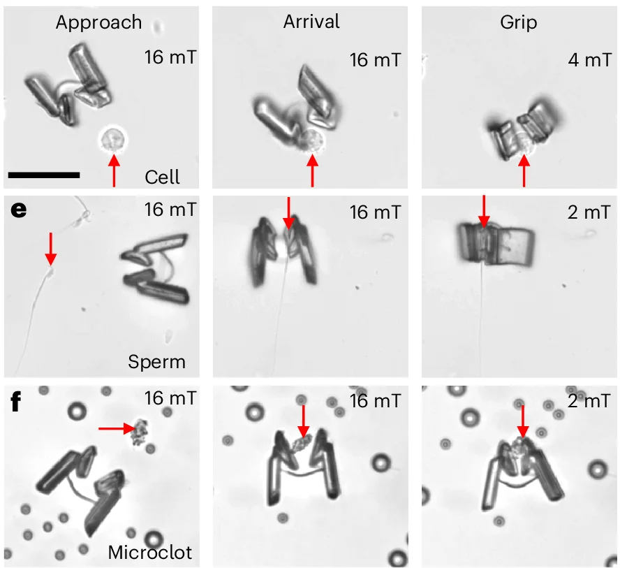 Open access visualization of Microscopy, Gripping Control, Cancer Cell, Gentle Gripping, Approach