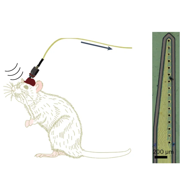 Open access visualization of Illustration, Microscopy, Intracortical Flexible Array, Neural Activity, Prefrontal Cortex