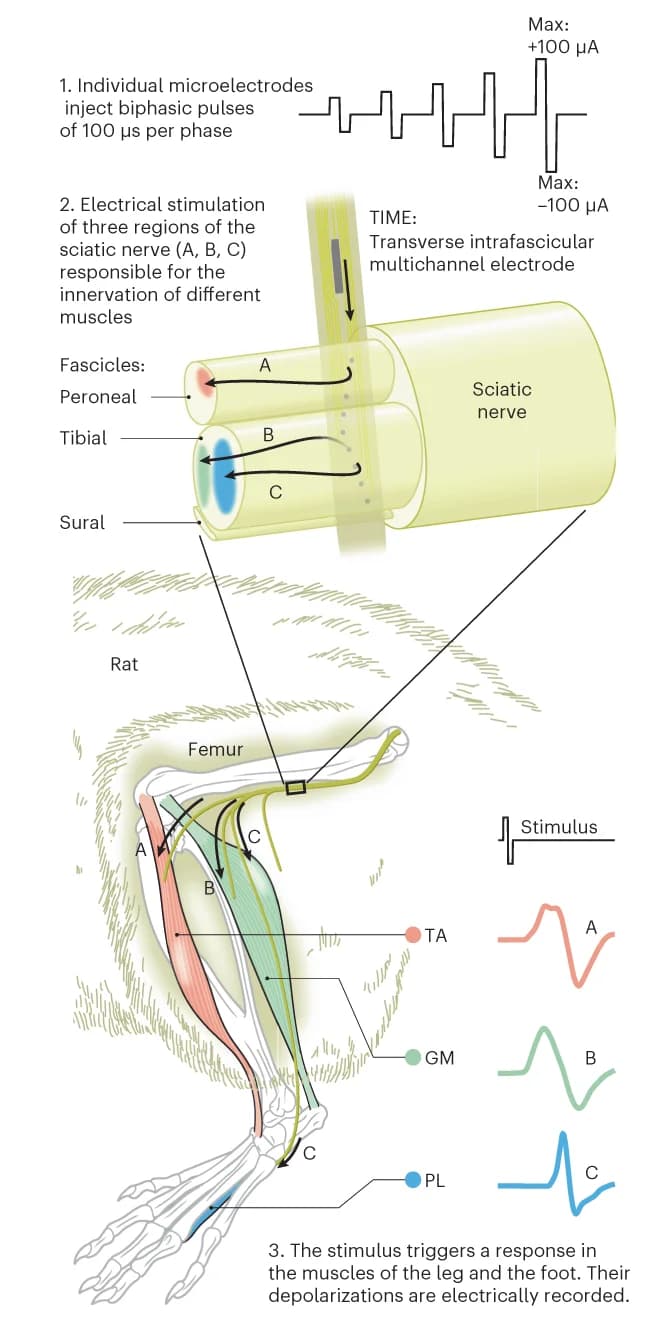 Open access visualization of Workflow, Illustration, Line Plot, Stimulation Experiments, TIME Array