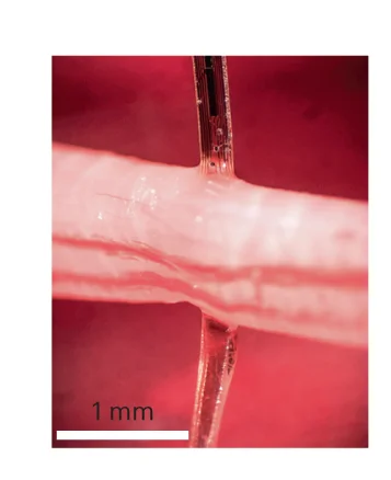 Open access visualization of Microscopy, Photo, Optical Micrograph, TIME Device, Sciatic Nerve