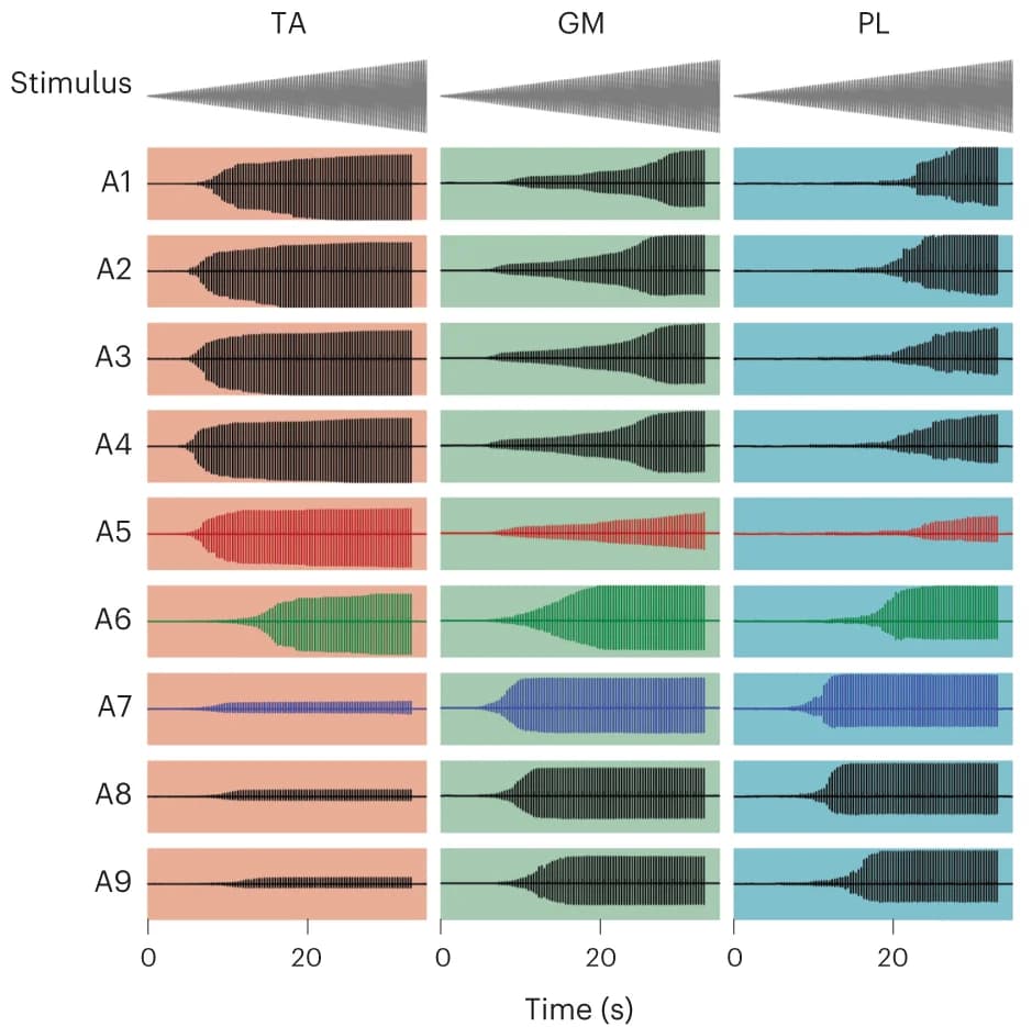 Open access visualization of Line Plot, CMAPs, TA Muscle, GM Muscle, PL Muscle
