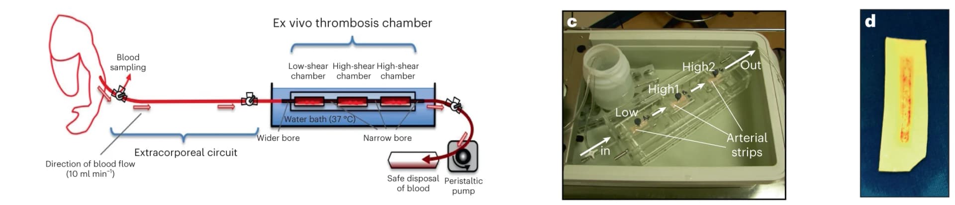 Open access visualization of Workflow, Photo, Ex Vivo Thrombosis Chamber, Blood Thrombogenicity