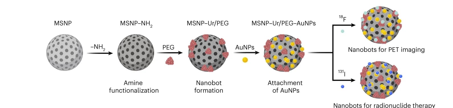 Open access visualization of Workflow, Illustration, Nanobot Fabrication, Radiolabelling, Urease