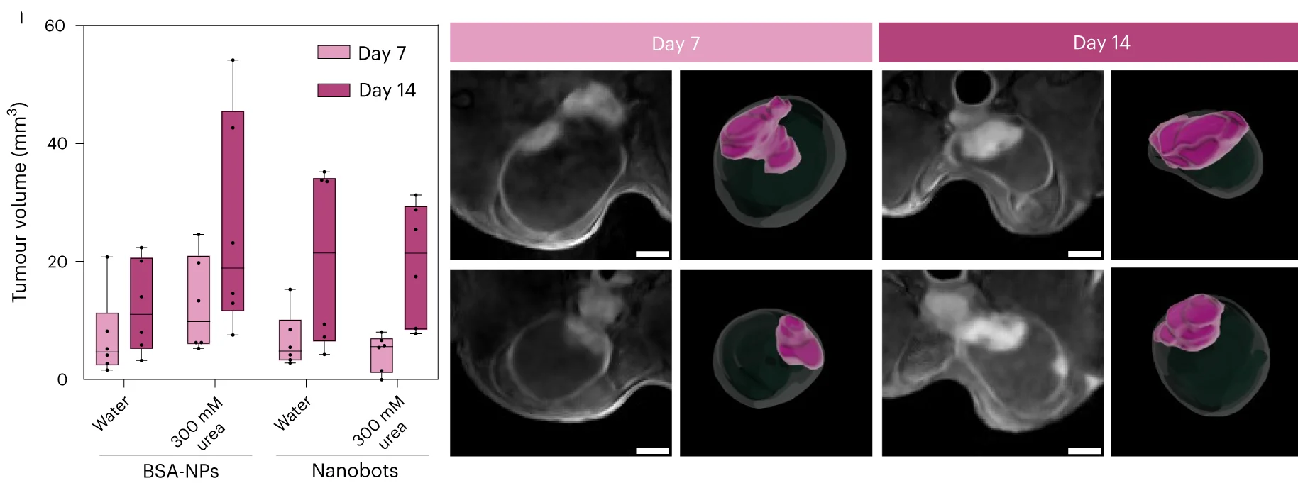 Open access visualization of Box Plot, Microscopy, Tumor Volumes, MRI, Study Groups