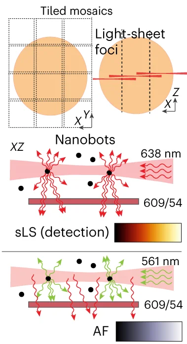 Open access visualization of Illustration, Workflow, Light Sheet, Nanobots, Autofluorescence