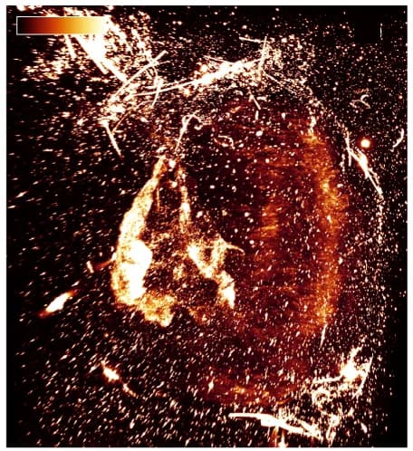 Open access visualization of Microscopy, Maximum Intensity Projection, sLS Signal, Agarose, Muscle