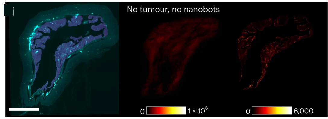 Open access visualization of Microscopy, Healthy Bladder, No Tumor, No Nanobots, Autofluorescence