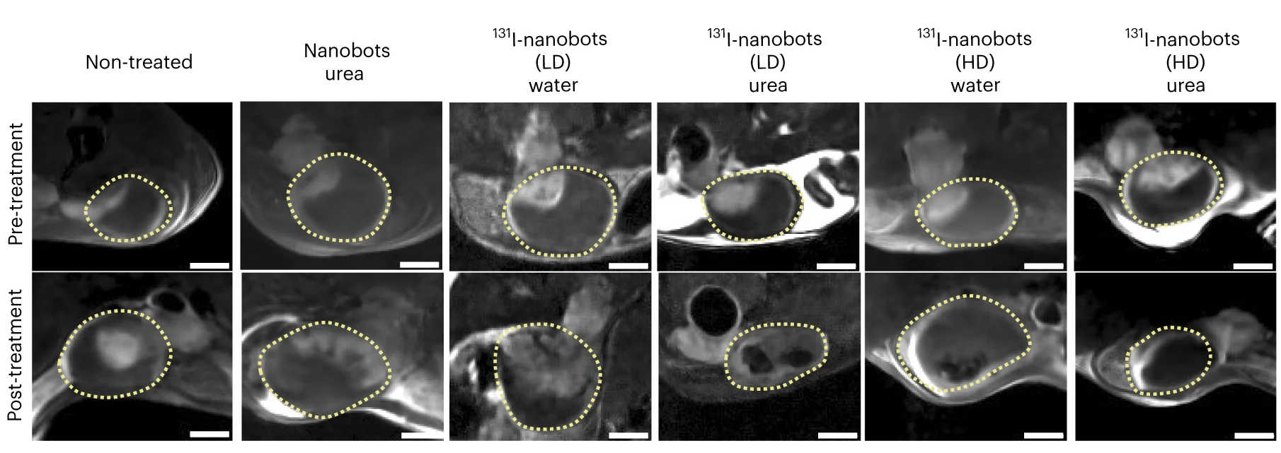 Open access visualization of Microscopy, DW-MRI, Bladder, Tumor-Bearing Mice, Radionuclides