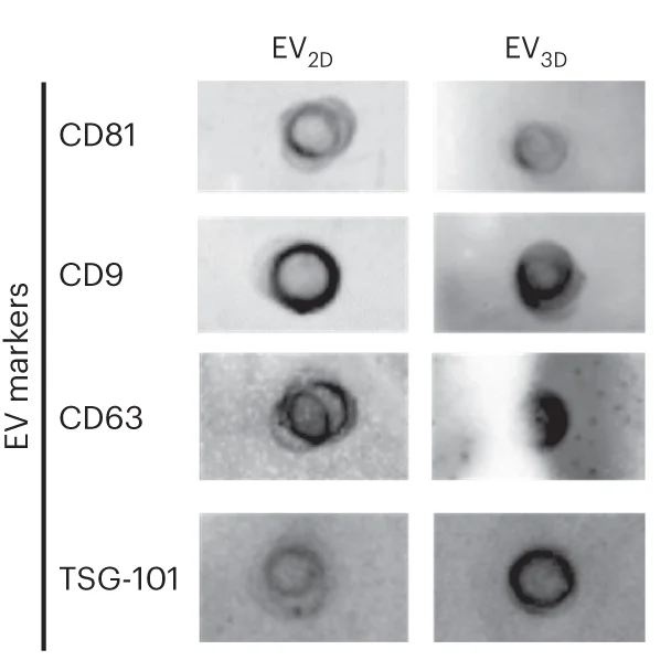 Open access visualization of Photo, EV Surface Markers, CD81, CD9, CD63