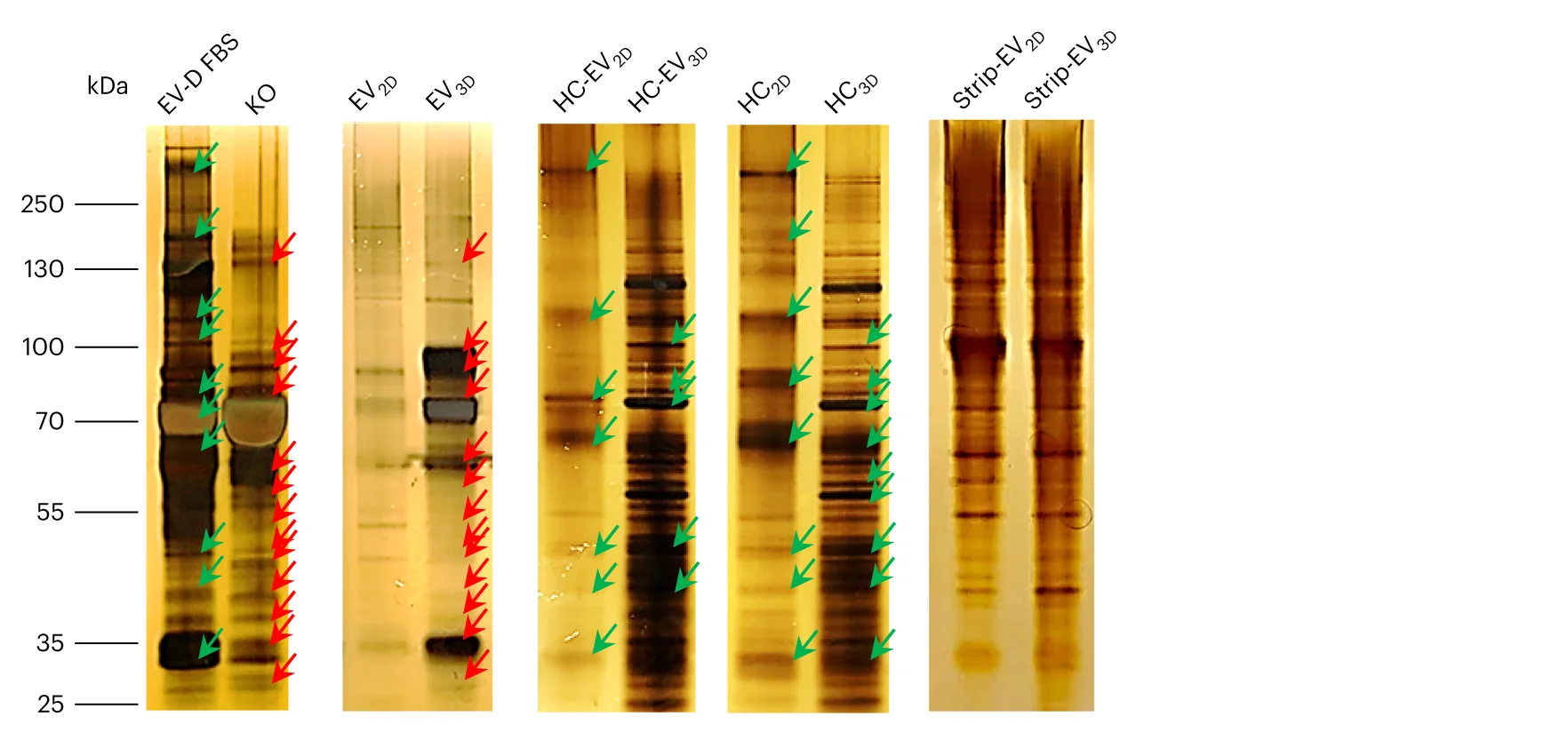 Open access visualization of Gel, Silver-Stained SDS-PAGE, EVs, HC-EV, Stripped EVs
